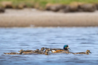 Chiloe Wigeon