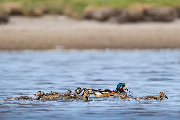 Chiloe Wigeon