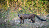 Tayra