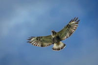 Rough-legged buzzard