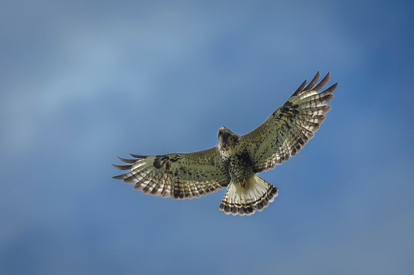 Rough-legged buzzard