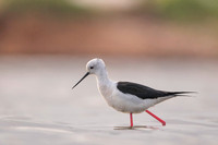 Black-​winged Stilt / Szczudłak