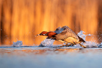 Common Pochard  / Kaczka głowienka.