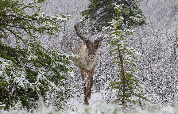 Caribou