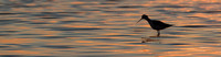 Black-​winged Stilt / Szczudłak