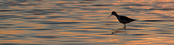 Black-​winged Stilt / Szczudłak
