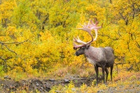 Caribou