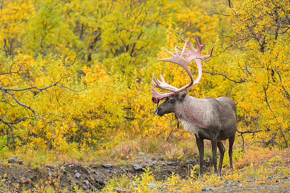 Caribou