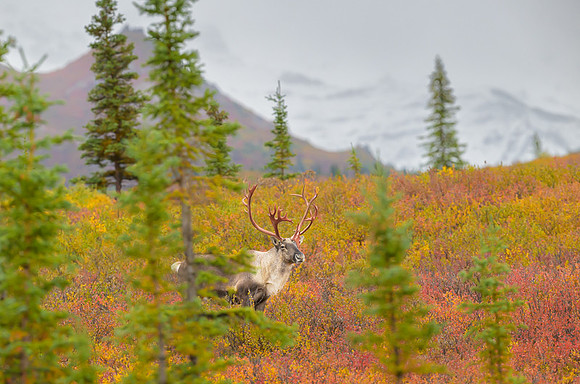 Caribou