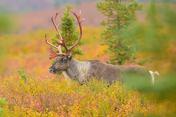 Caribou