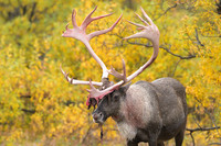 Caribou