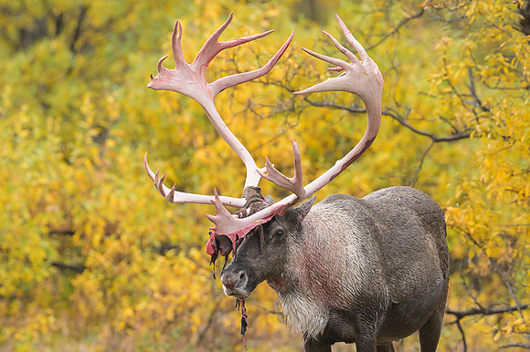 Caribou