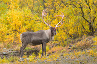 Caribou