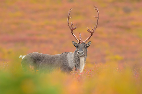 Caribou