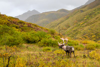 Caribou