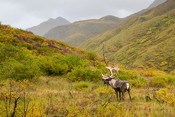 Caribou