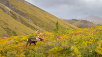 Caribou