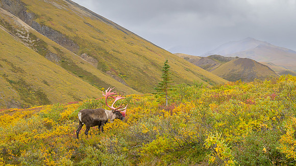 Caribou