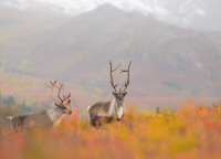 Caribou