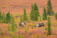 Caribou