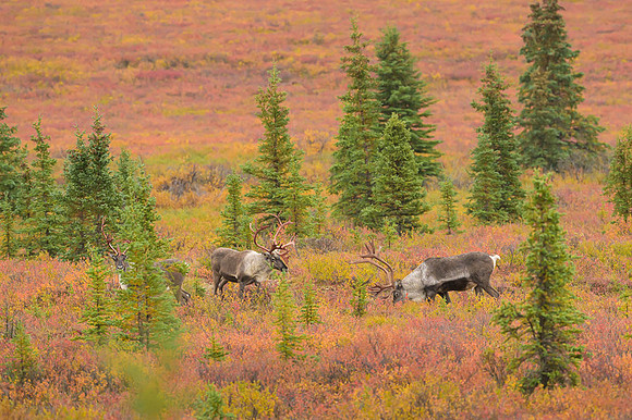 Caribou