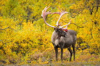 Caribou