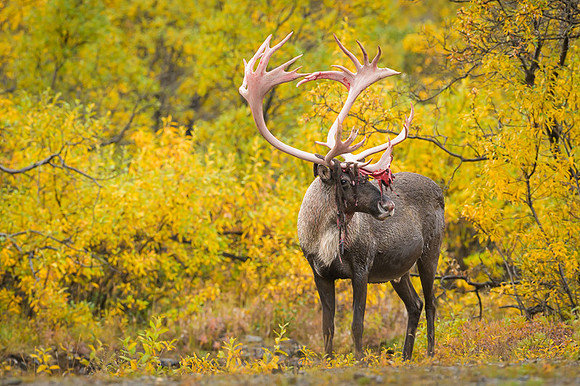 Caribou