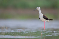 Black-​winged Stilt / Szczudłak