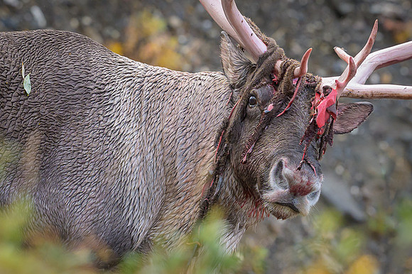 Caribou