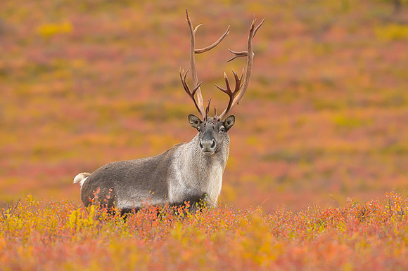 Caribou