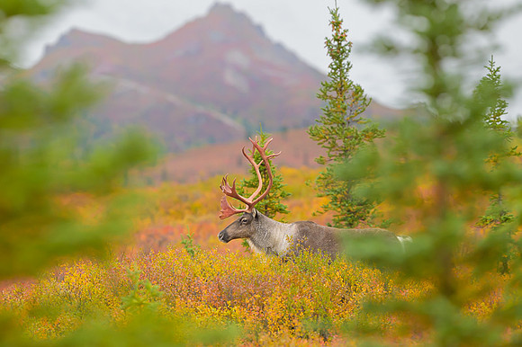 Caribou