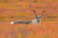 Caribou