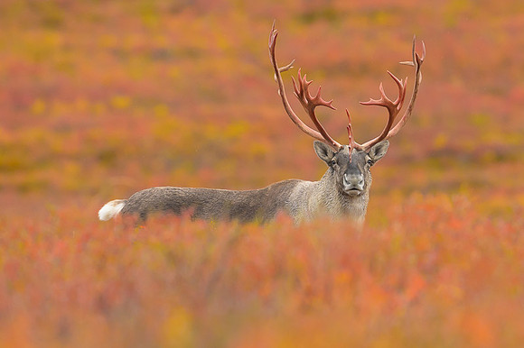 Caribou