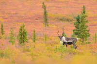 Caribou