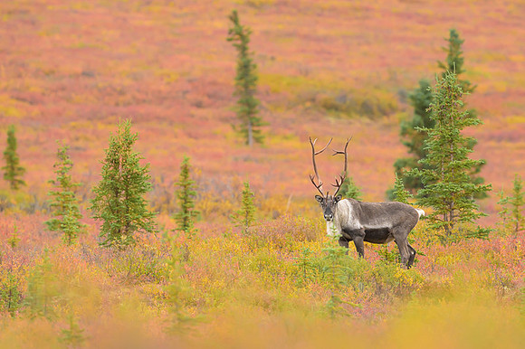 Caribou