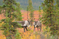 Caribou