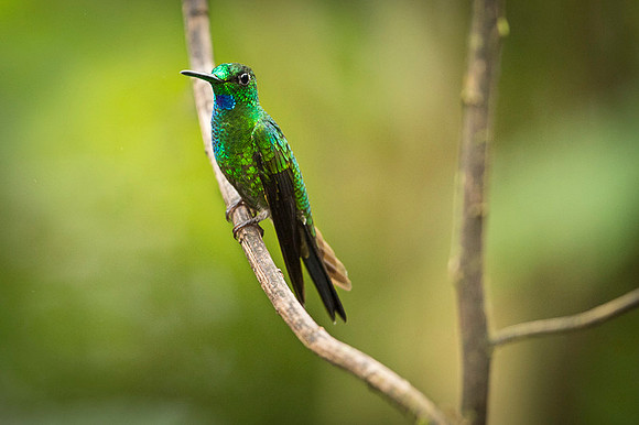 Green-crowned Brilliant