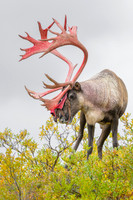 Caribou