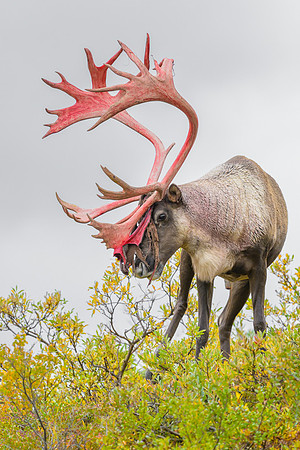 Caribou