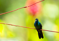 Green-crowned Brilliant