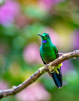 Green-crowned Brilliant