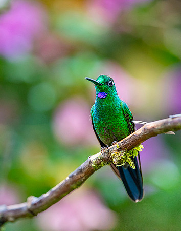 Green-crowned Brilliant