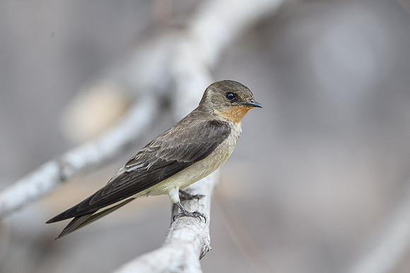 Southern Rough-winged Swallow
