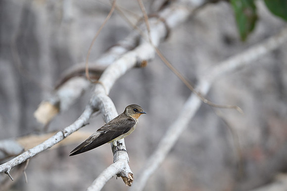 Southern Rough-winged Swallow