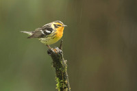 Blackburnian Warbler
