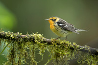 Blackburnian Warbler