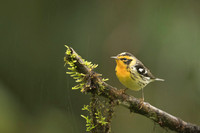 Blackburnian Warbler