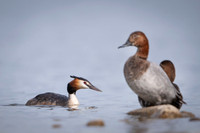 Great Crested Grebe / Perkoz dwuczuby