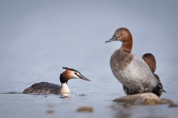 Great Crested Grebe / Perkoz dwuczuby