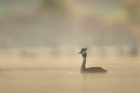 Great Crested Grebe / Perkoz dwuczuby